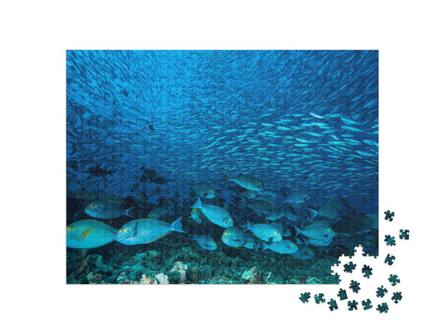 Puzzle 1000 Teile „Riesiger Schwarm blauer Doktorfische am Riff“