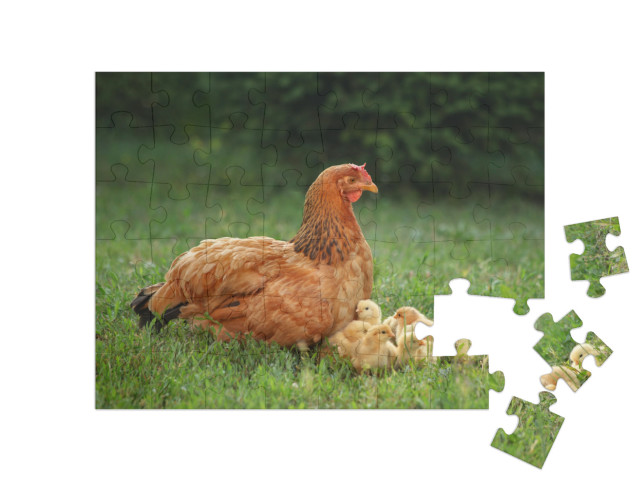 Puzzle 48 Teile „Glucke mit ihren Küken auf einer grünen Wiese“