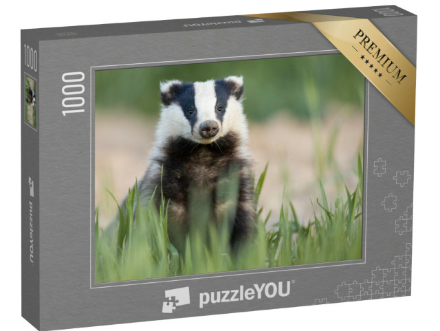 Puzzle 1000 Teile „Europäischer Dachs nach dem Verlassen des Baues“