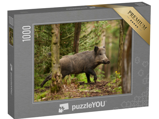 Puzzle 1000 Teile „Wildschwein, sus scrofa, in den Wäldern der Tschechischen Republik“