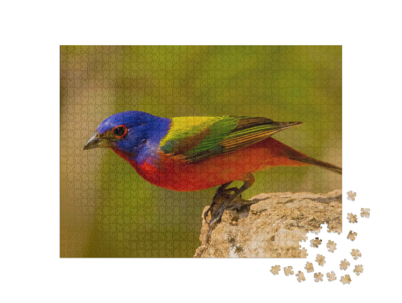 Puzzle 1000 Teile „Die Rohrammer, Amerikas vielleicht schönster Singvogel“