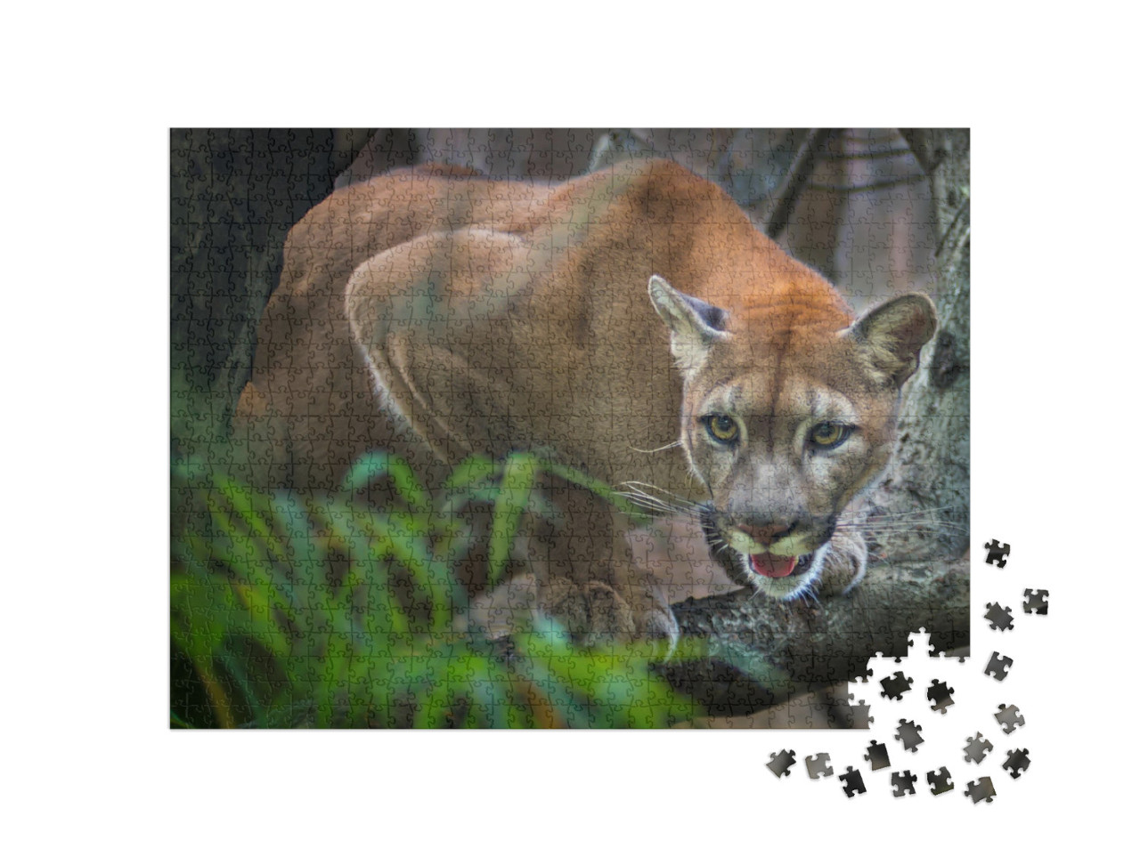 Puzzle 1000 Teile „Ein Berglöwe auf der Jagd“