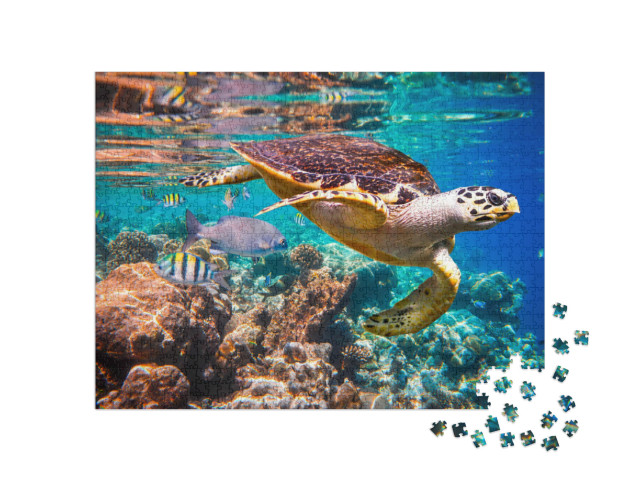 Puzzle 1000 Teile „Echte Karettschildkröte im Korallenriff“