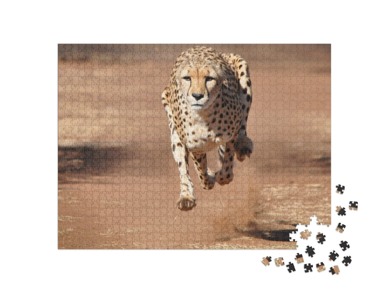 Puzzle 1000 Teile „Gepard beim Lauf, komplett in der Luft“