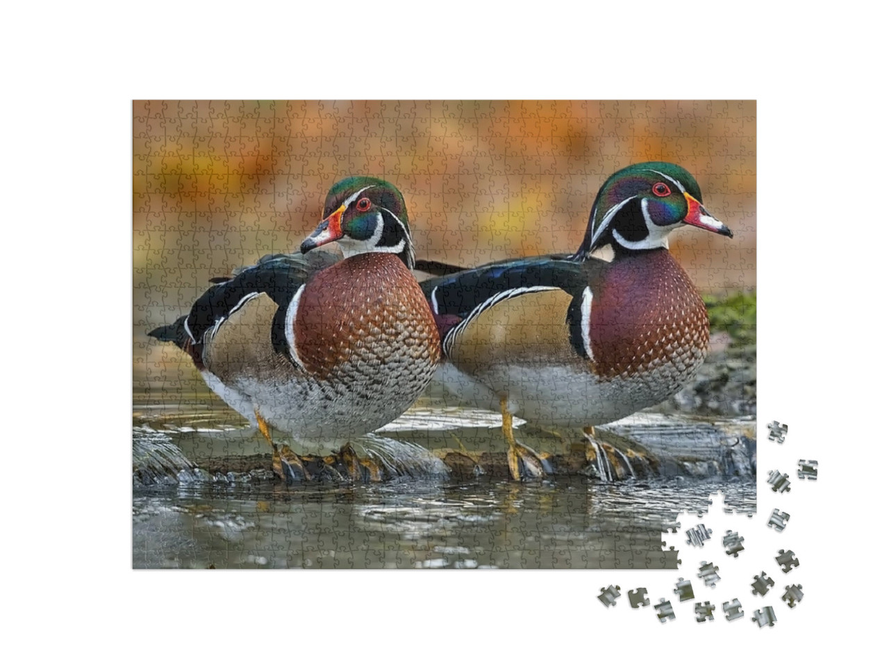 Puzzle 1000 Teile „Holzente oder Carolina-Ente ist eine Entenart, die zu den Sitzenten gehört“