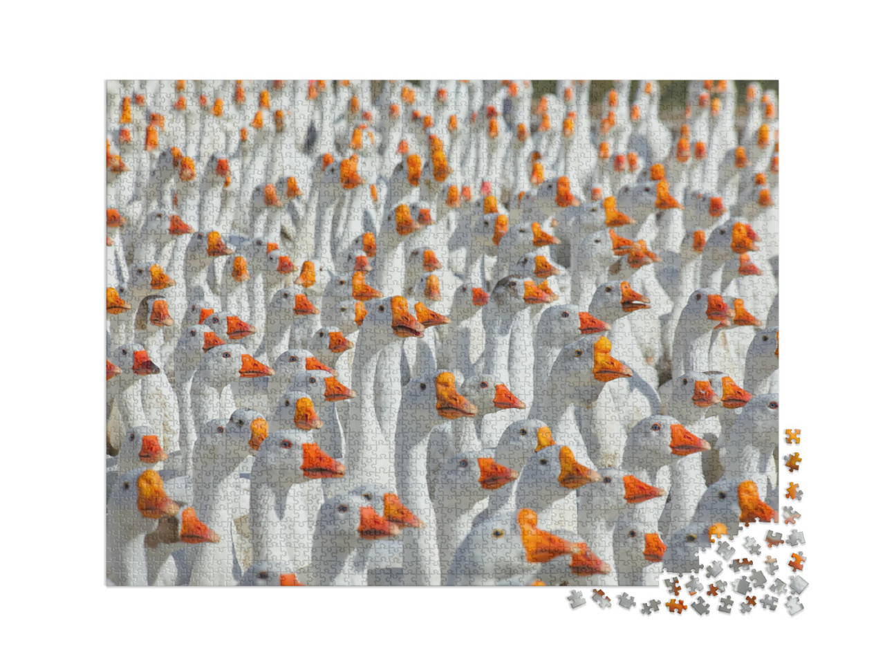 Puzzle 2000 Teile „Riesige Schar weißer Gänse“