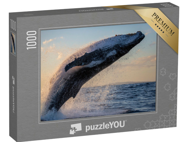 Puzzle 1000 Teile „Buckelwal in Nahaufnahme bei Sonnenuntergang vor Sydney Harbour“