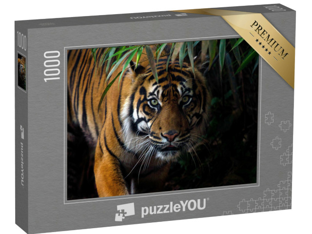 Puzzle 1000 Teile „Schöner Sumatra-Tiger auf Beutezug“