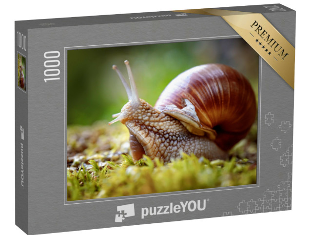 Puzzle 1000 Teile „Helix pomatia, auch bekannt als Weinbergschnecke“