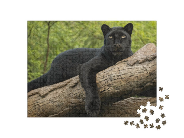 Puzzle 1000 Teile „Wildkatze, schwarzer Panther auf einem Baumstamm sitzend“