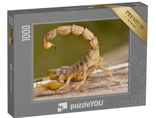 Puzzle 1000 Teile „Detailaufnahme eines Buthus-Skorpions“