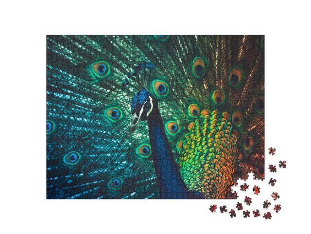 Puzzle 1000 Teile „Männlicher Pfau, Los Angleles Arboretum“