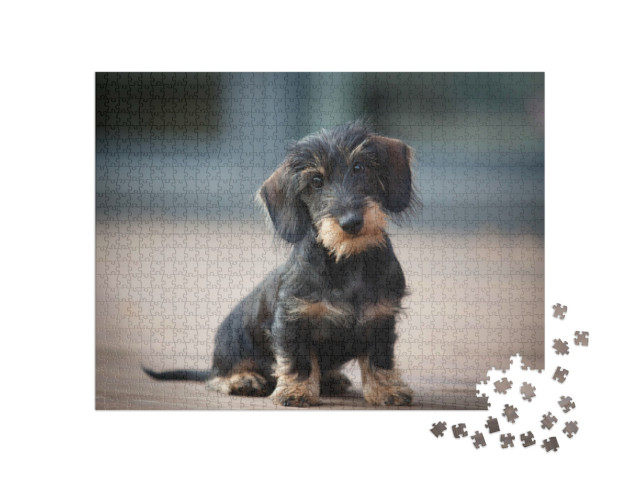 Puzzle 1000 Teile „Niedlicher Rauhaar-Zwergdackel-Welpe“