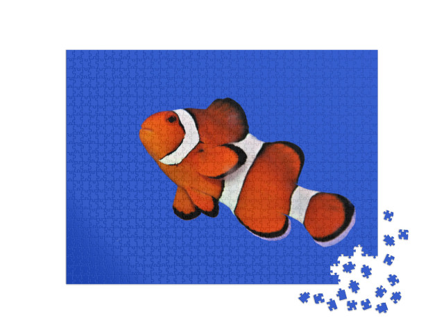 Puzzle 1000 Teile „Oranger Clownfisch, Percula-Clownfisch“