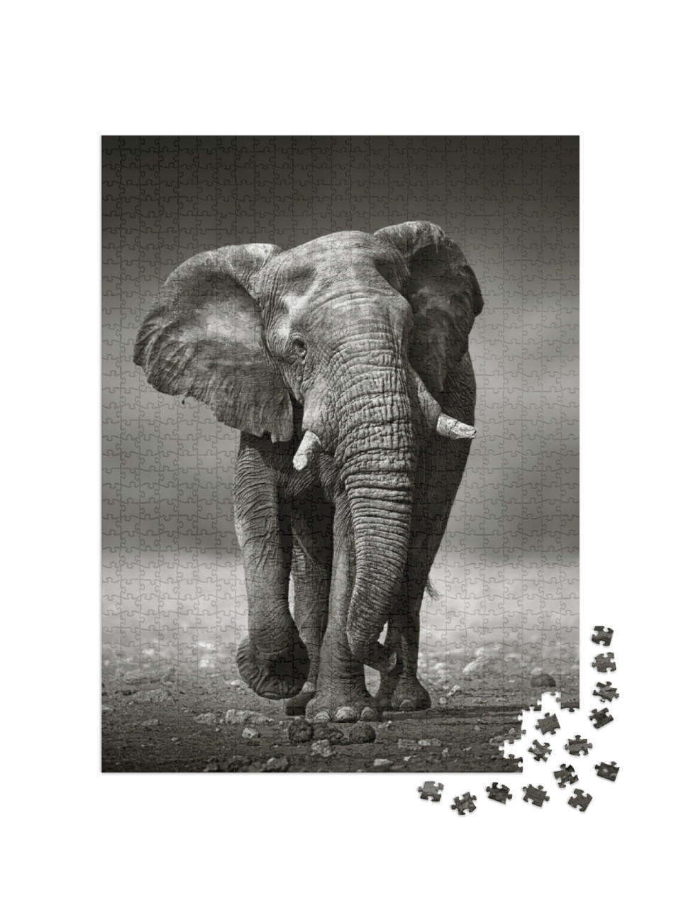 Puzzle 1000 Teile „Afrikanischer Elefant im Etosha-Nationalpark, Namibia, schwarz-weiß“