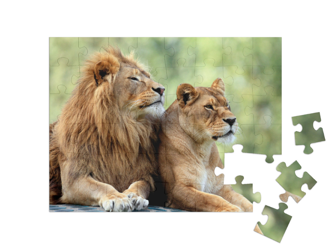 Puzzle 48 Teile „Löwenmännchen und Löwenweibchen“