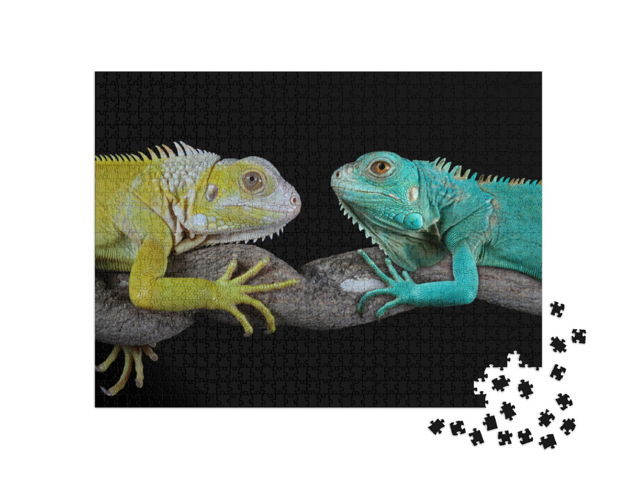 Puzzle 1000 Teile „Blauer Leguan: Grand Cayman Blue Iguanas“