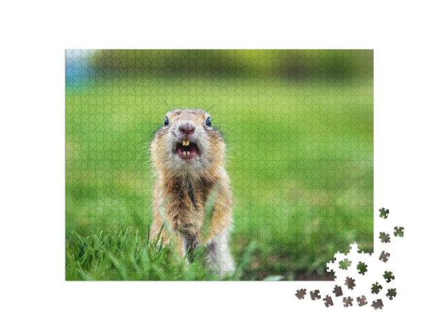 Puzzle 1000 Teile „Erdhörnchen auf dem Rasen, Nahaufnahme“