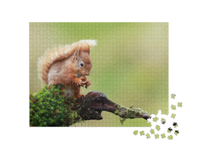 Puzzle 1000 Teile „Rotes Eichhörnchen“