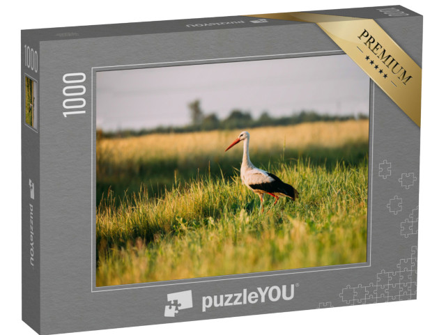 Puzzle 1000 Teile „Weißrussland, europäischer Weißstorch im grünen Sommergras beim Sonnenuntergang“
