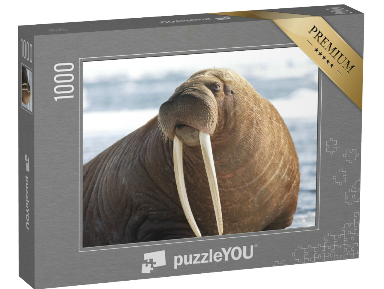 Puzzle 1000 Teile „Nahaufnahme von einem pazifischen Walross, Blick nach links“