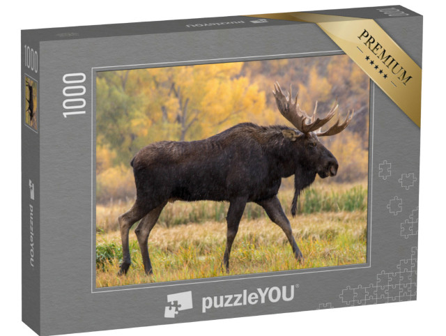 Puzzle 1000 Teile „Elchbulle beim Spaziergang im Regen“