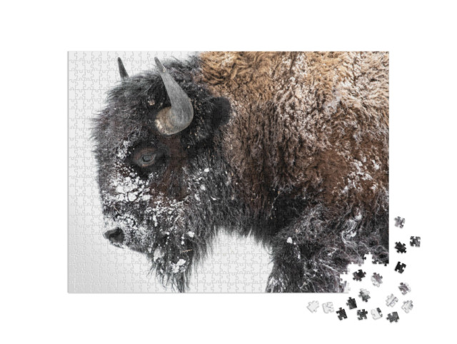 Puzzle 1000 Teile „Wisente auf dem Weg in den Schnee“