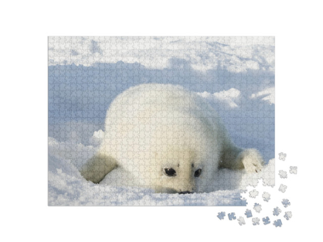 Puzzle 1000 Teile „Neugeborene, flauschig-weiße Robbe“