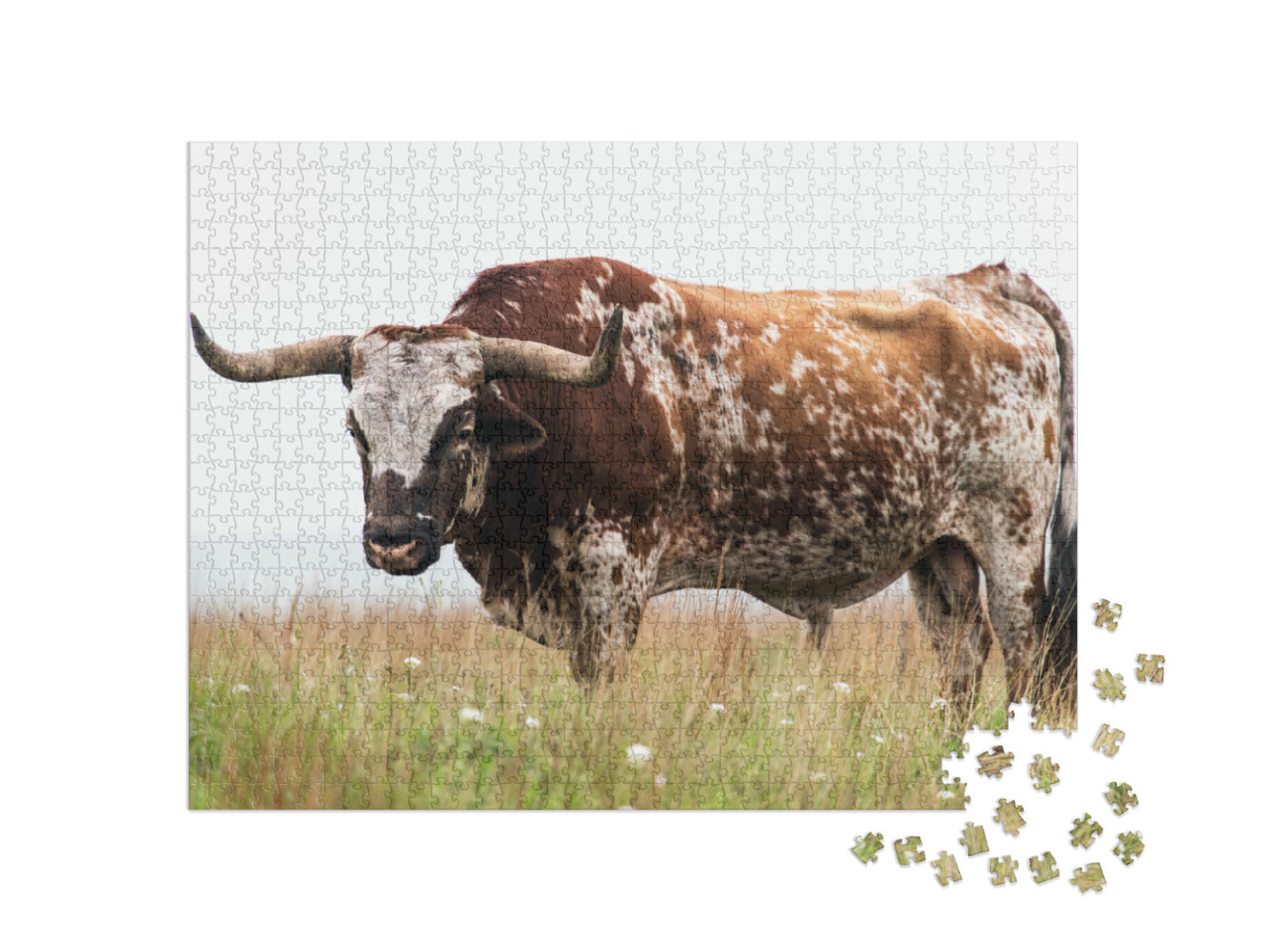 Puzzle 1000 Teile „Texas-Langhorn-Bulle im Wichita Mountains National Wildlife Refuge, Oklahoma“