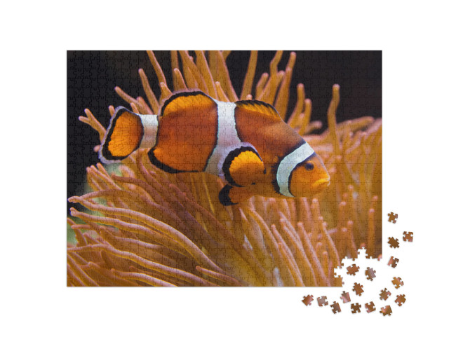 Puzzle 1000 Teile „Ocellaris-Anemonenfisch, Amphiprion ocellaris“