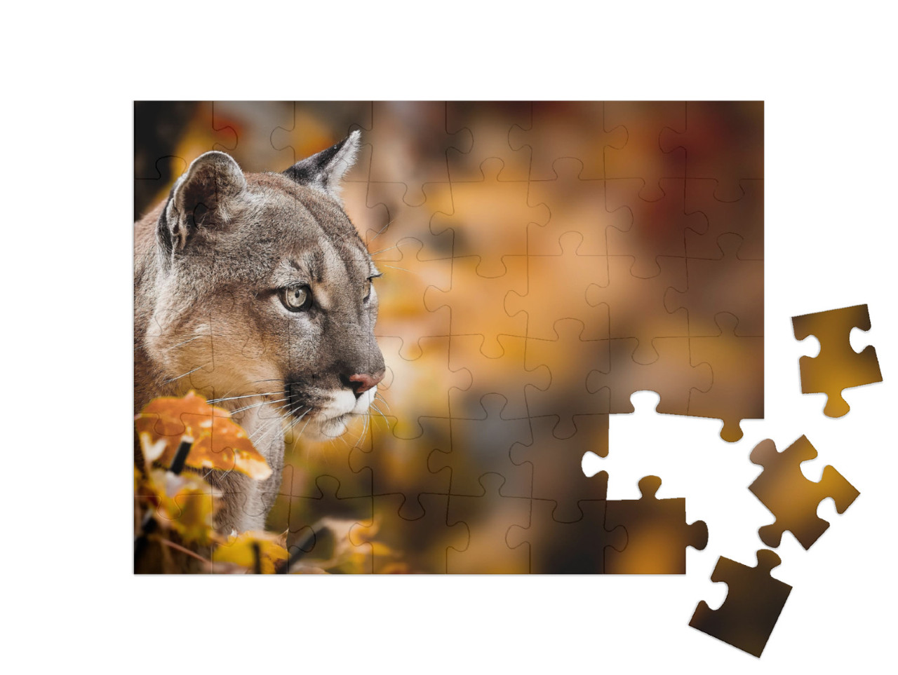 Puzzle 48 Teile „Aufmerksamer Puma, auch bekannt als Berglöwe“