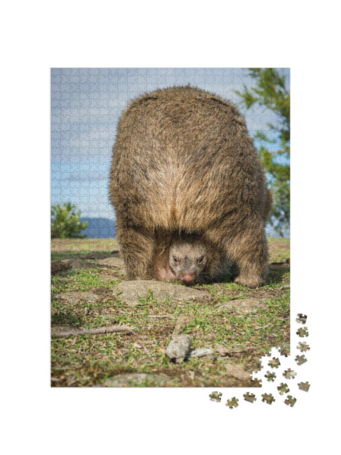 Puzzle 1000 Teile „Australisches Wombatbaby in seinem Beutel“
