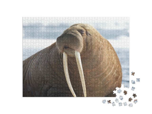 Puzzle 1000 Teile „Nahaufnahme von einem pazifischen Walross, Blick nach links“
