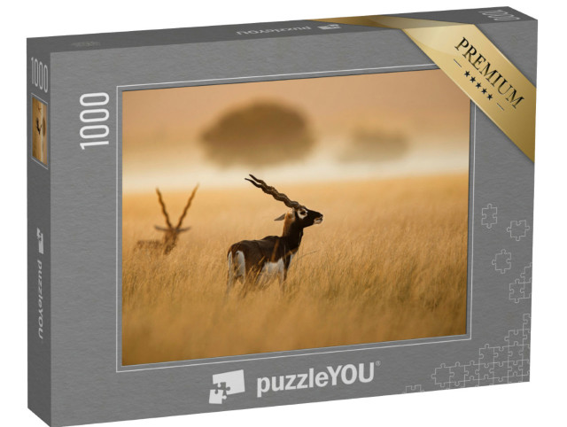 Puzzle 1000 Teile „Indischer Schwarzbock aus Tal Chappar Rajashthan“