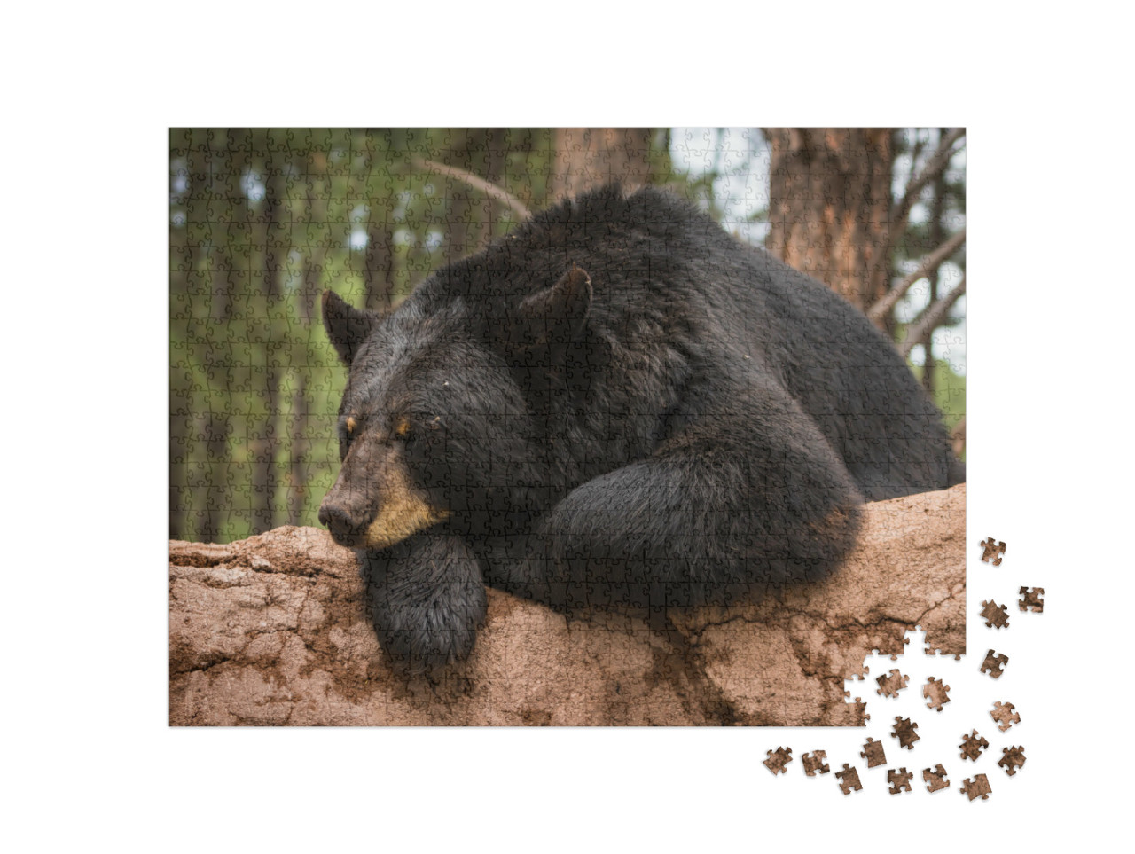 Puzzle 1000 Teile „Fauler Bär auf einem Baumstamm“