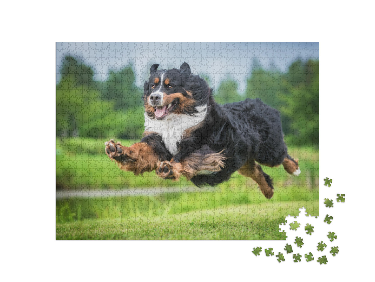 Puzzle 1000 Teile „Berner Sennenhund im Sprung“