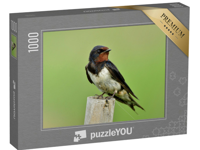 Puzzle 1000 Teile „Rauchschwalbe, auch bekannt als Mauersegler“