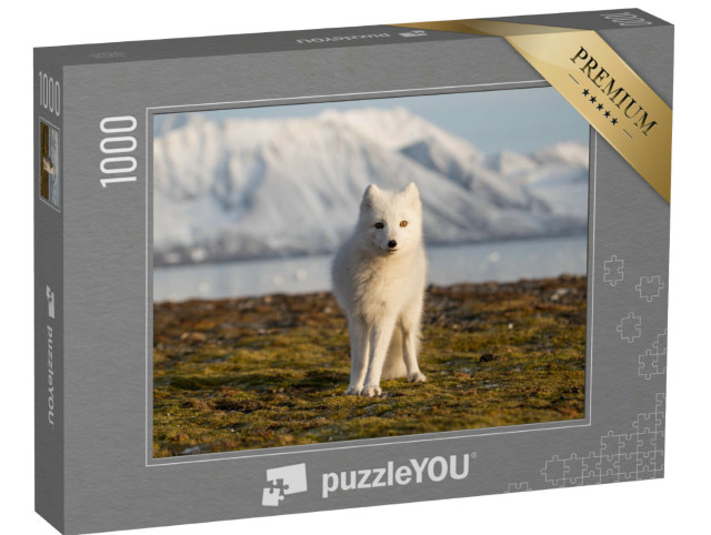 Puzzle 1000 Teile „Polarfuchs in den Strahlen des Sonnenuntergangs“