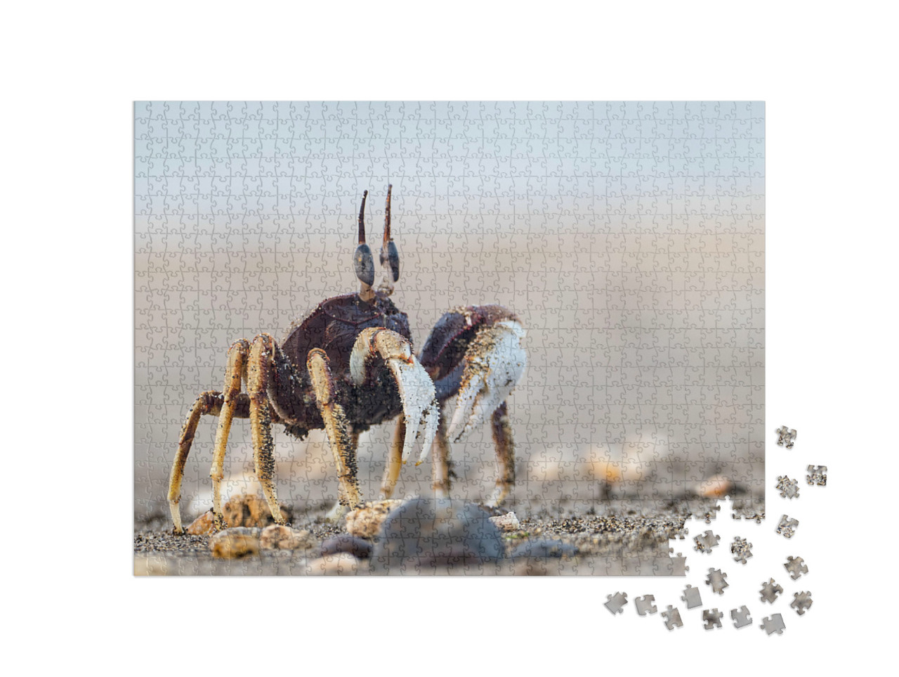 Puzzle 1000 Teile „Neugierige Krabbe am Sandstrand“