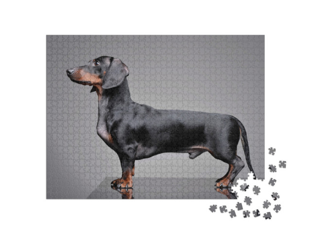 Puzzle 1000 Teile „Liebenswerter Dackel vor einem grauen Hintergrund“