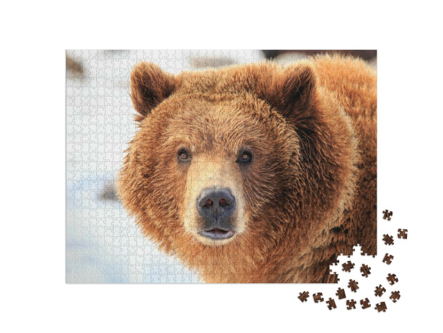 Puzzle 1000 Teile „Grizzlybär“