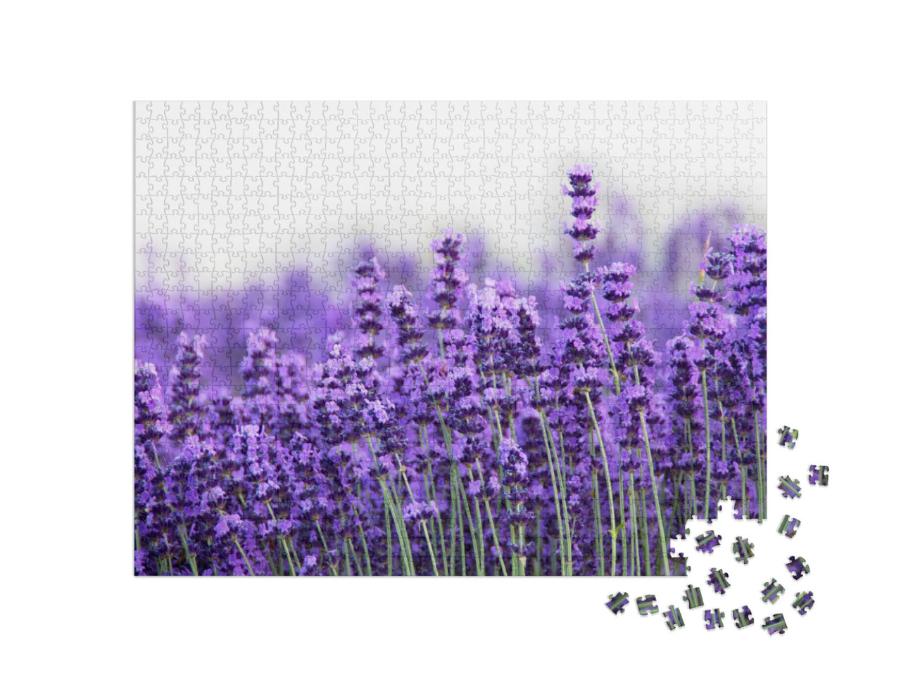 Puzzle 1000 Teile „Lavendel“