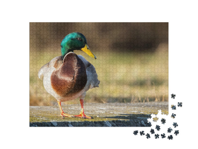 Puzzle 1000 Teile „Stockente am Ufer, natürliche Wildente“