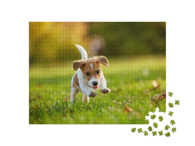 Puzzle 1000 Teile „Hunderasse: Jack Russell Terrier beim Spielen im herbstlichen Park“
