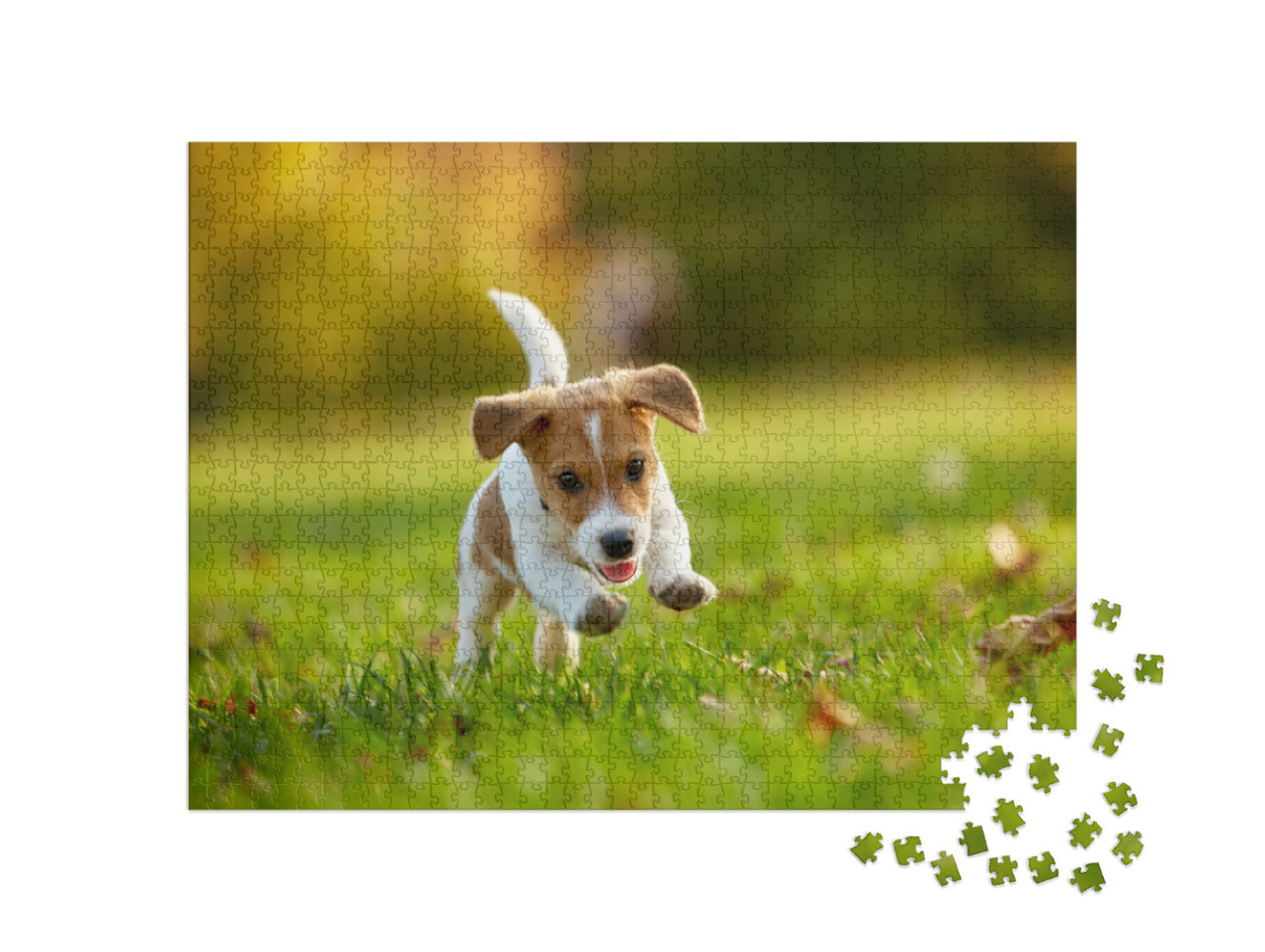 Puzzle 1000 Teile „Hunderasse: Jack Russell Terrier beim Spielen im herbstlichen Park“