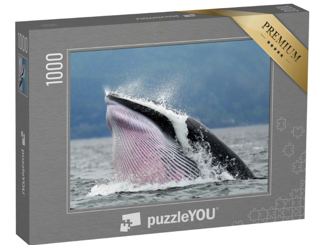 Puzzle 1000 Teile „Zwergwalfotografie in Tadoussac Québec“