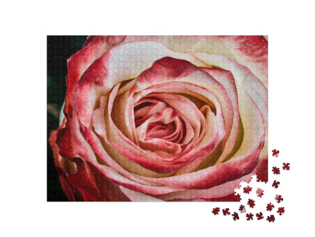 Puzzle 1000 Teile „Rote und weiße Rose auf schwarzem Hintergrund“