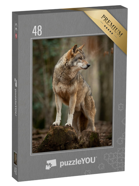 Puzzle 48 Teile „Grauer Wolf in witternder Pose im Wald“