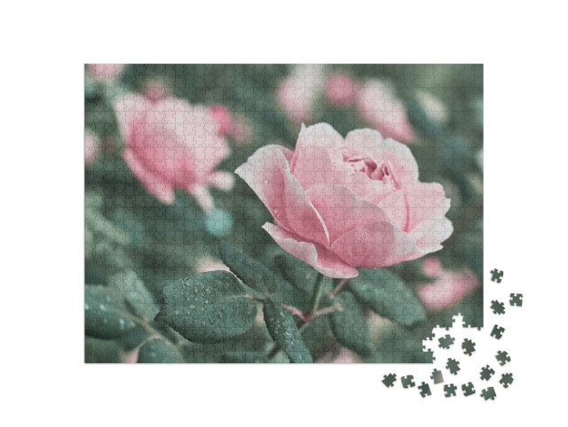 Puzzle 1000 Teile „Rose Blume aus der Natur“