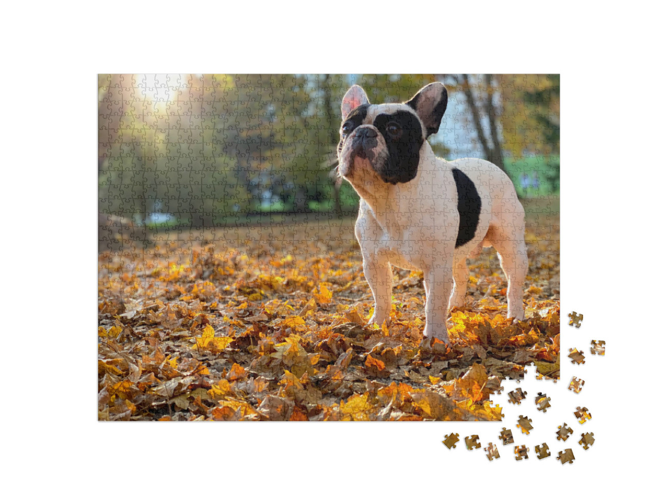 Puzzle 1000 Teile „Nette schwarz-weiße französische Bulldogge sitzt“